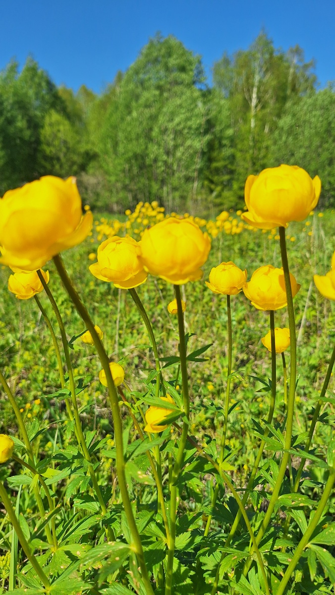 Купальница