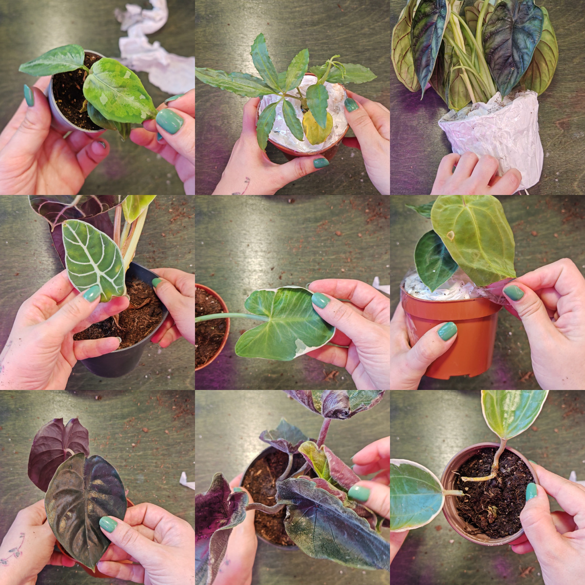 Без пересорта и гнилушек не обошлось😑