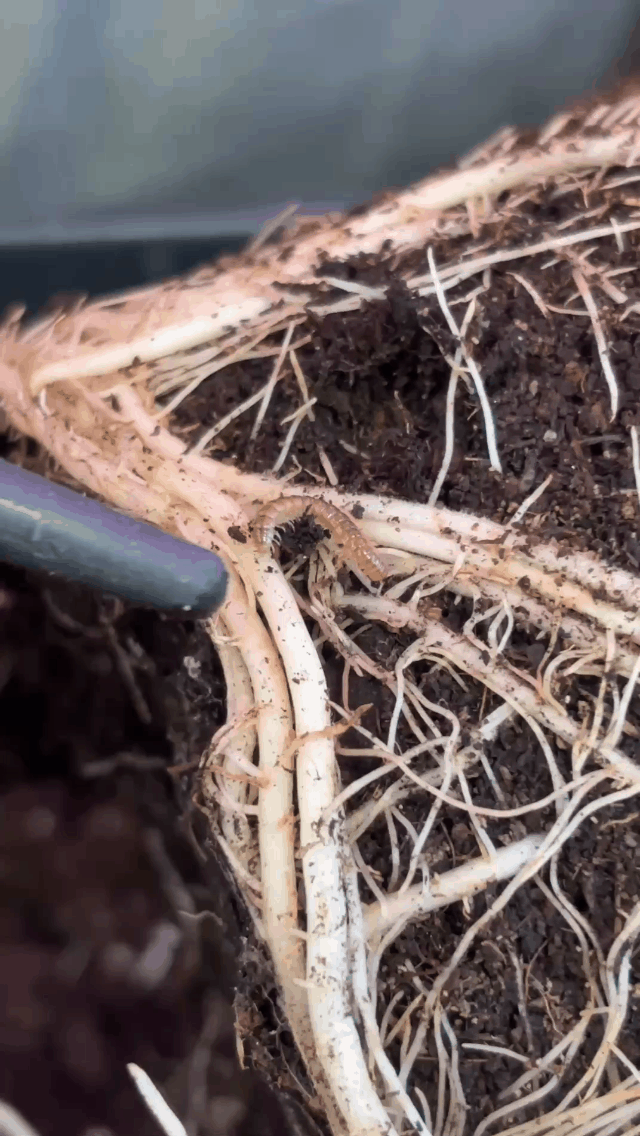 😵‍💫😵‍💫😵‍💫