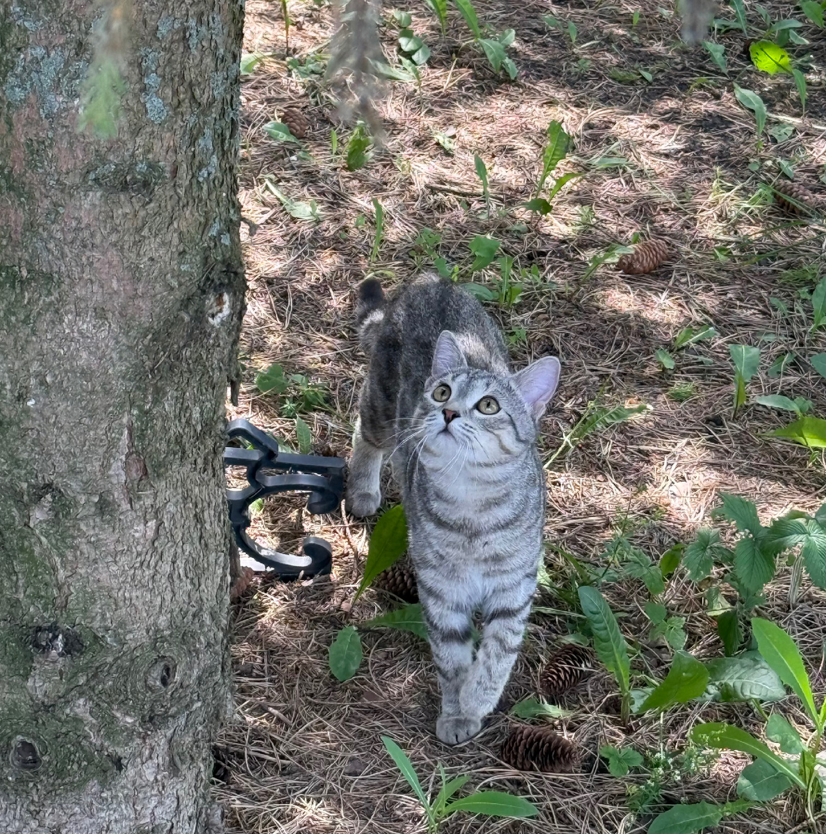 Красивый и загадочный 