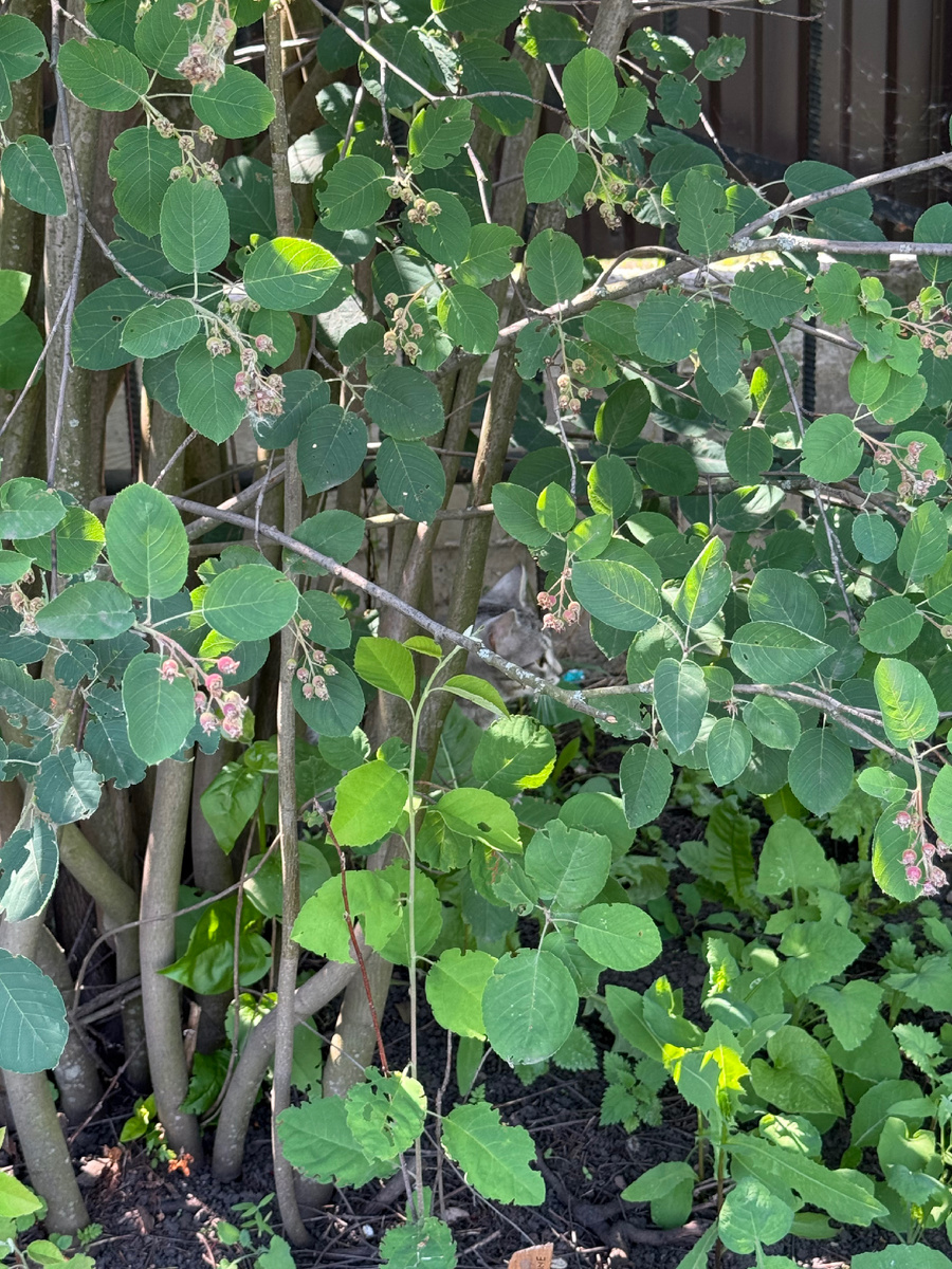 Видишь Васю? А он здесь есть!