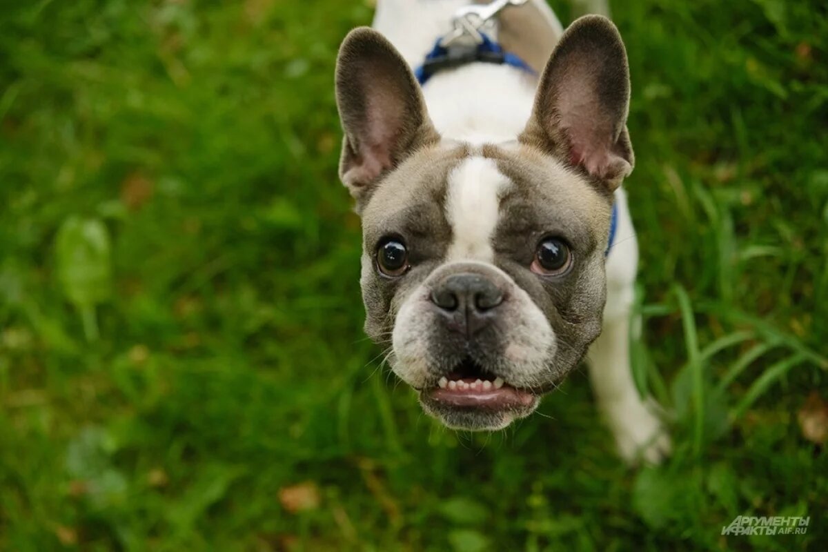    В Петербурге герой-любовник напал на бывшего ухажера девушки из-за собачки