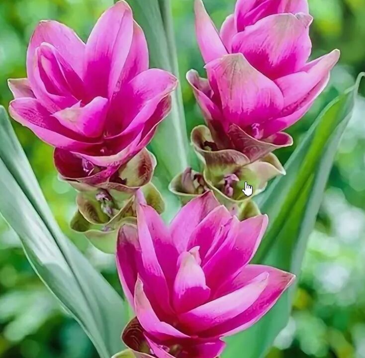 Куркумин цветёт ооочень красиво! Его можно выпашивать в кашпо на подоконнике и в огороде. пересадив в грунт.