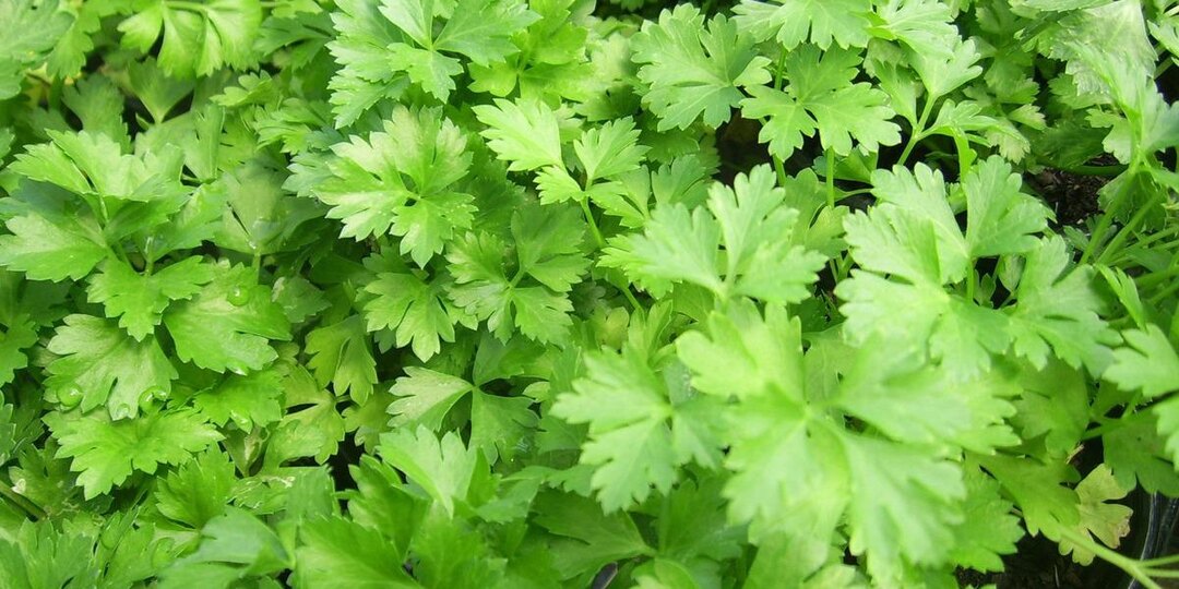 Петрушка всходит за 3 часа — и дело не в сорте, а в простом секрете