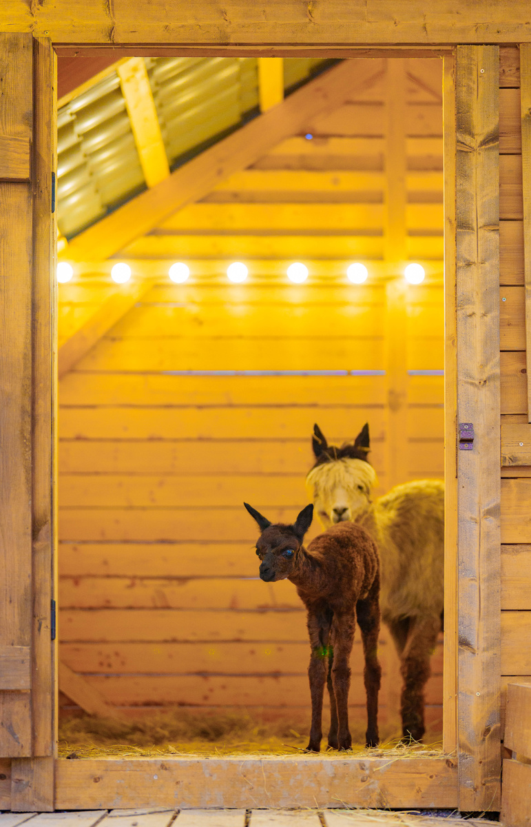 Листайте вправо, чтобы увидеть больше изображений