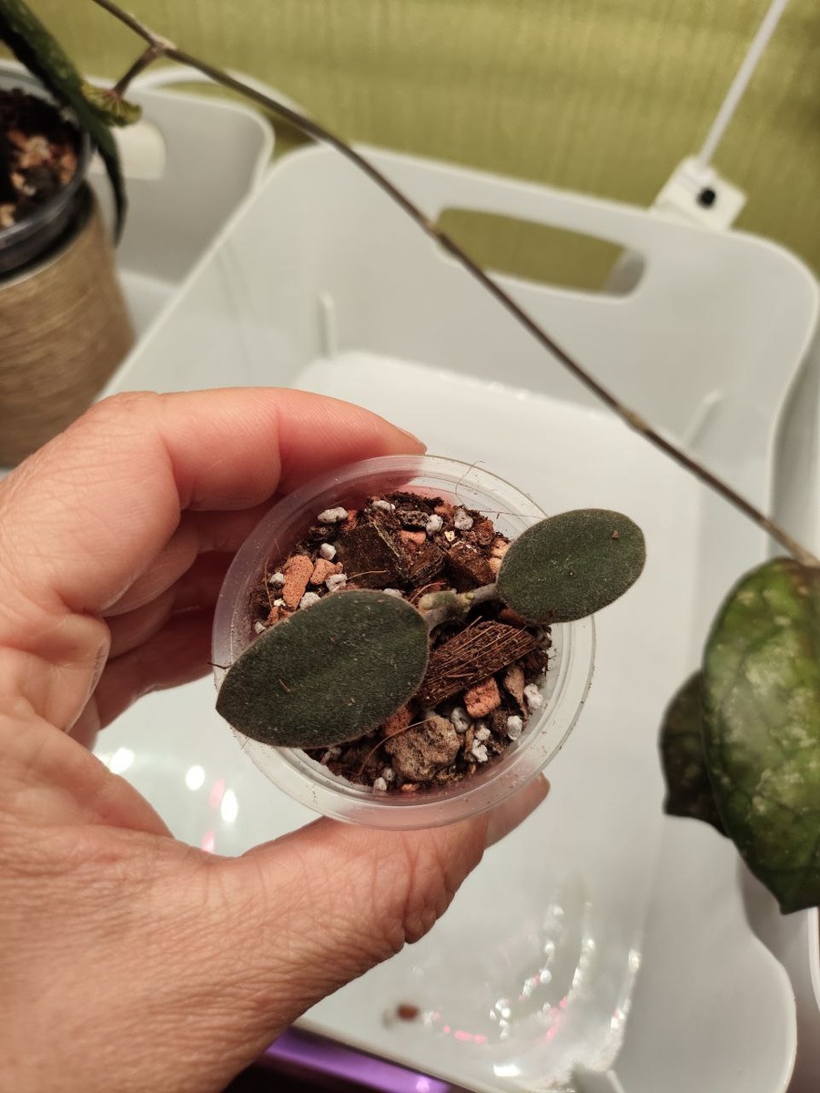 Hoya burtoniae (фото: Евгения Марковская)