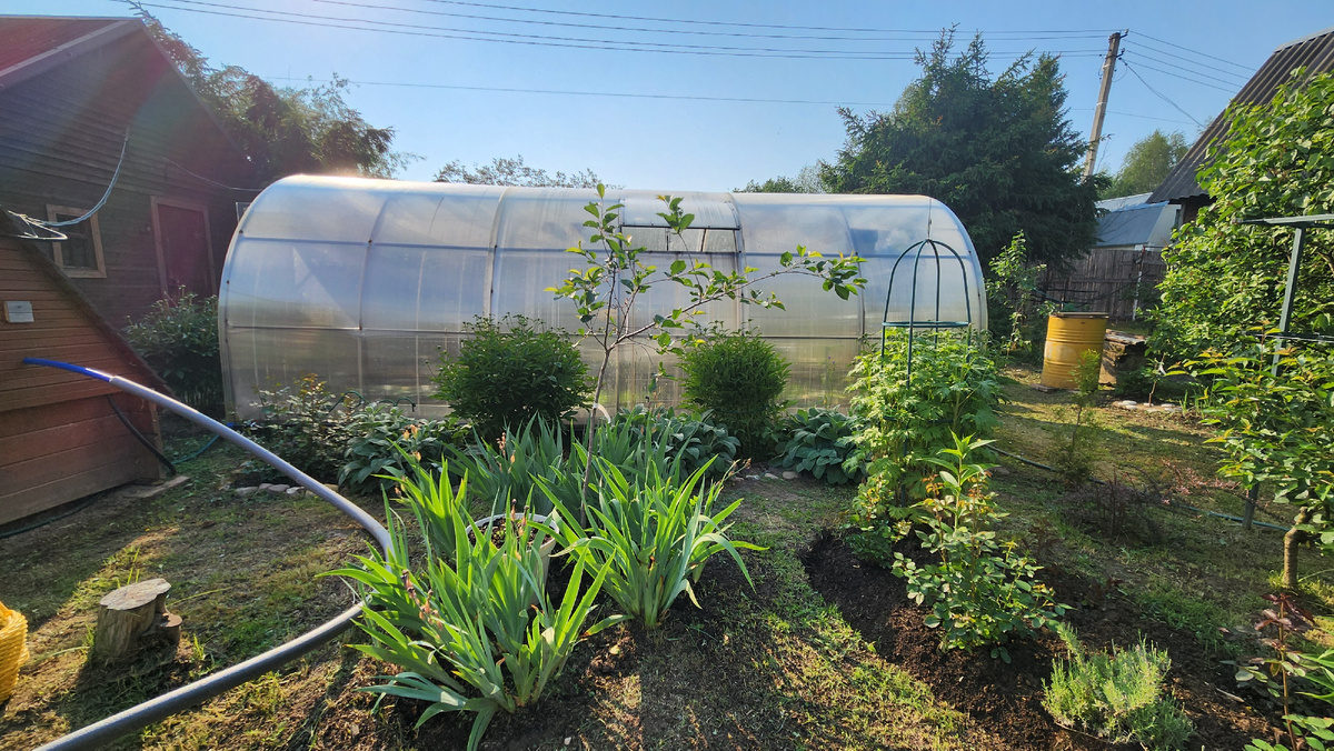 Вдоль теплицы клумба. Слева роза. Три пиона и между ними чистец. Шланг скоро уберем!)