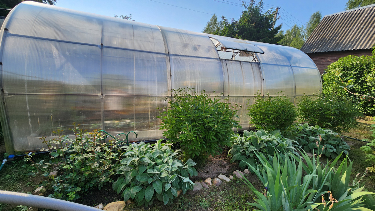 Вот она, моя роза, красавица! Пионы и стахис! Все хорошо видно!