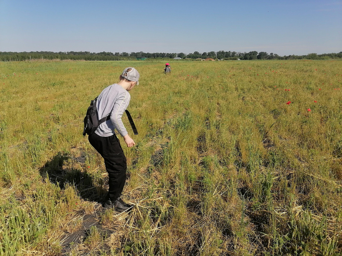 Поля под станицей Старокорсунская, идёт самосбор ягоды