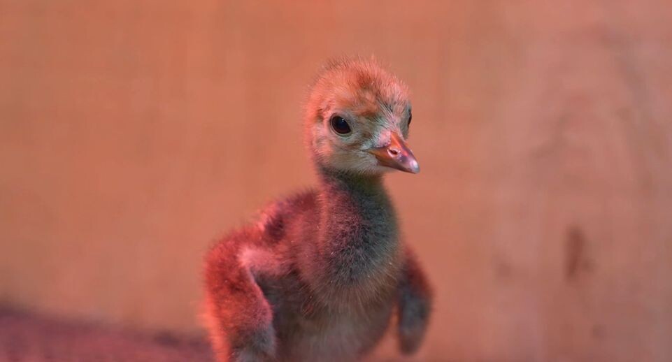    Московский зоопарк