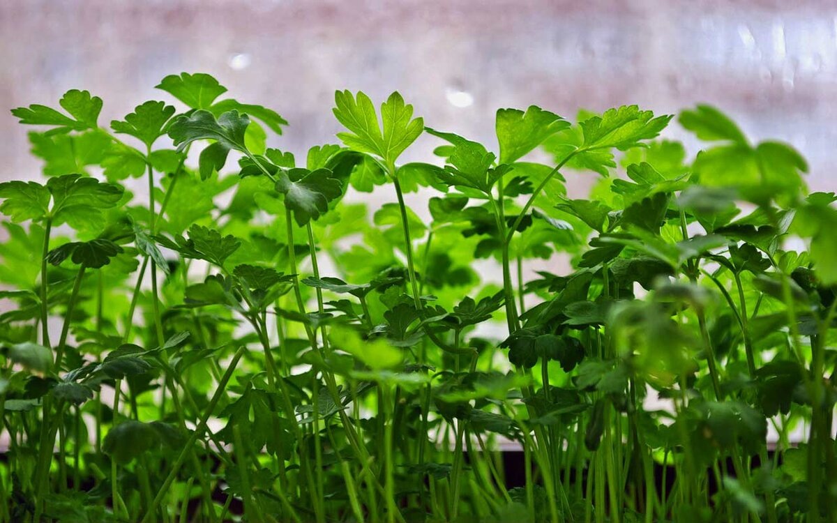 Петрушка: секреты богатого урожая.