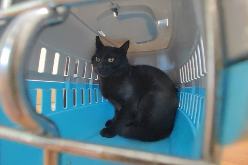    Сбежавший из Турции в Новороссийск кот Бурак обрел семью Пауль ГУРИН