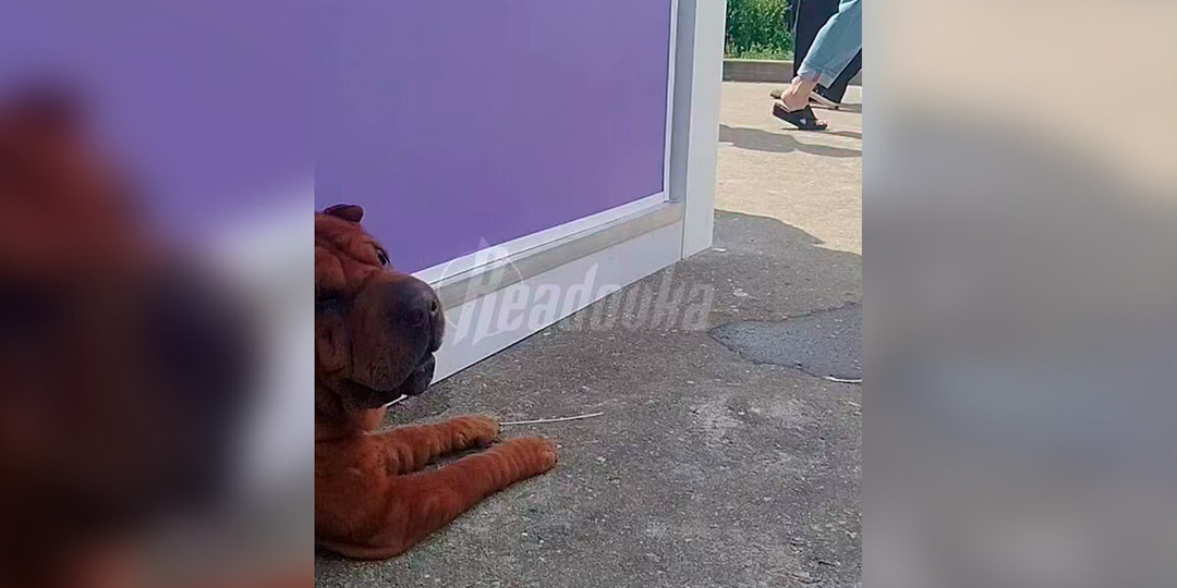 Выставка собак в Подмосковье закончилась гибелью нескольких питомцев