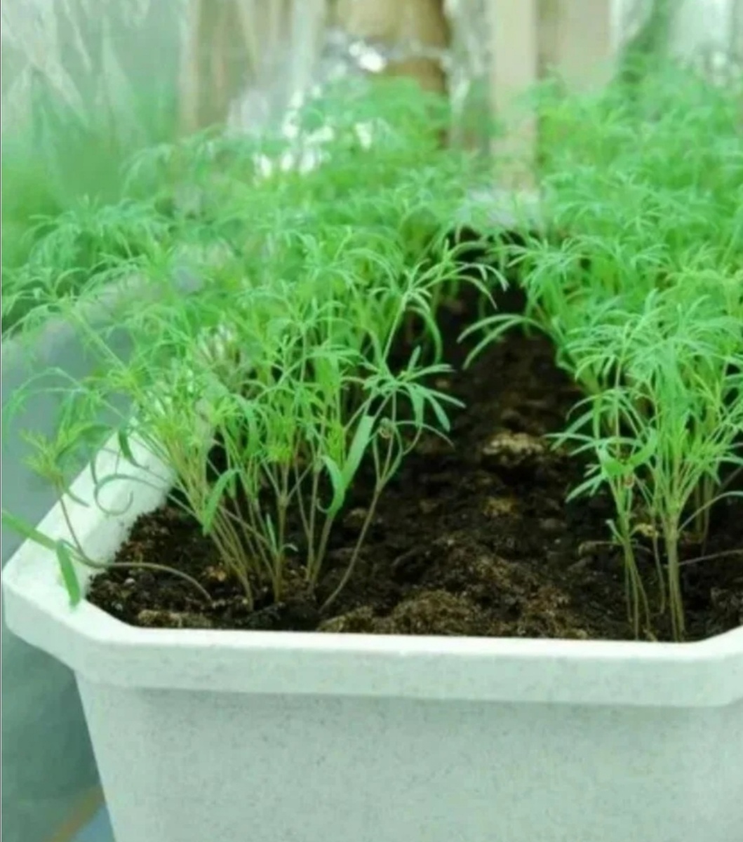 Укроп на подоконнике