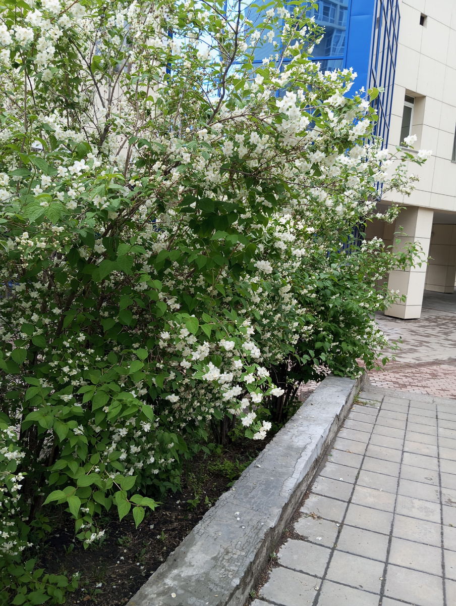 Фото автора. Аллея жасмина во дворе музыкальной школы.