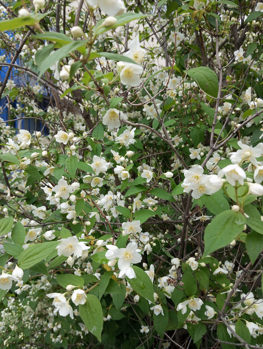 Фото автора. Цветет жасмин.
