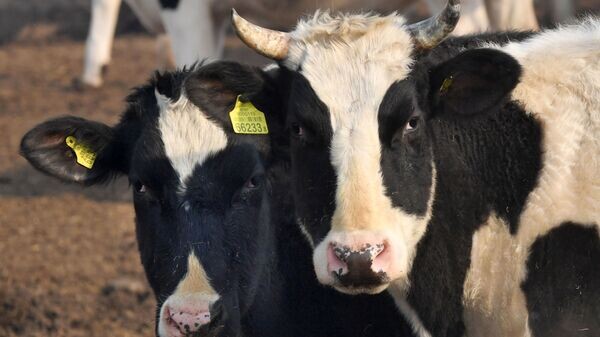    © Sputnik / Виктор Веткин