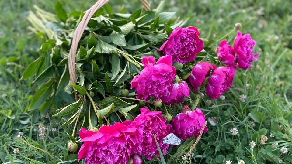 Сажать лучше осенью: тюменский садовод раскрыла секреты выращивания пионов