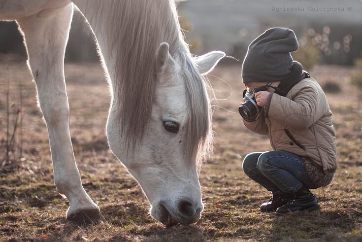 Фото из интернета. На конеферме.