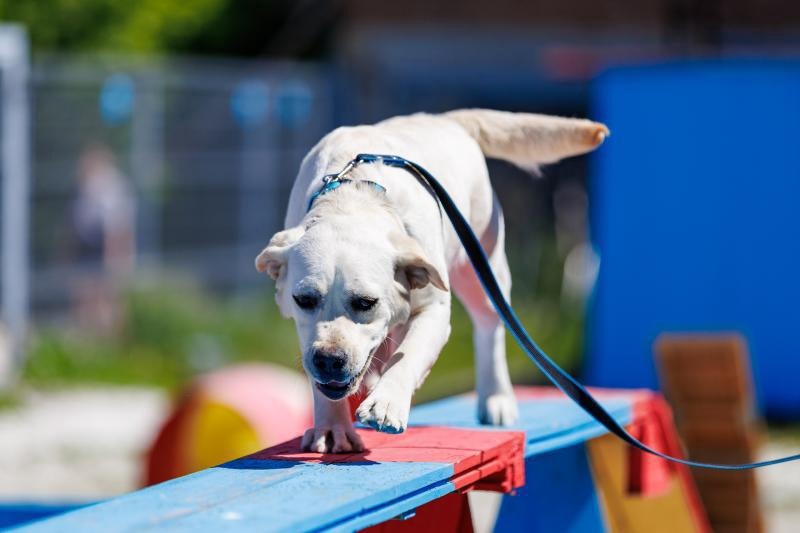 Фото: Лабрадор-ретривер по кличке Спарта / Пресс-служба аэропорта Петропавловск-Камчатский