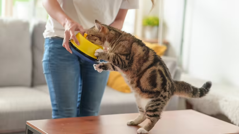 Свежие помидоры не так полезны для кошек, как для людей. Kannika Paison / Getty Images