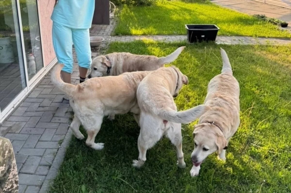    У лабрадоров умершего дяди Паши из Новосибирска появился брат