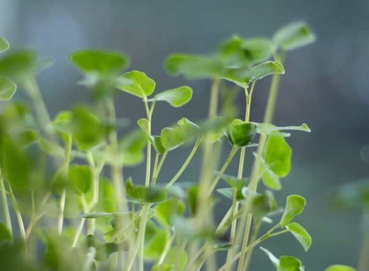 Огород на подоконнике: как вырастить свежую зелень без дачи?