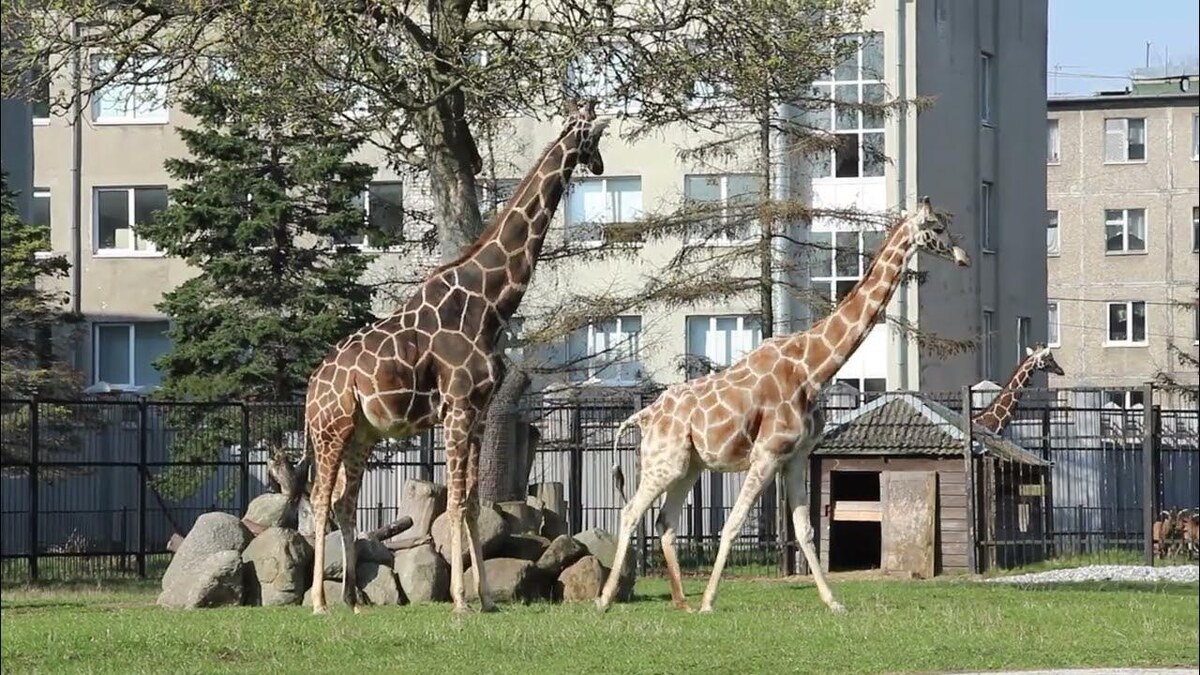 Это выглядит примерно вот так. фото взяла в интернете.