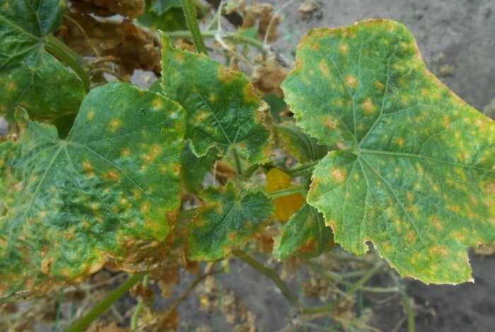 Пероноспороз. Проялаение на листьях.