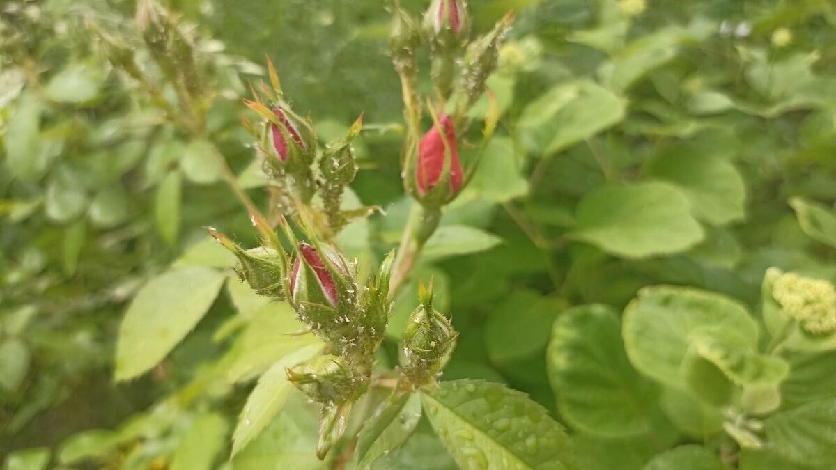 Тля опасна тем, что может уничтожить весь розарий. Автор: Анна Скудаева. Источник: newizv.ru