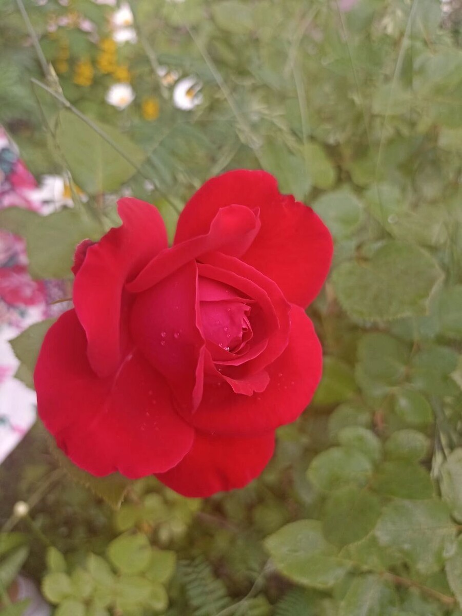 Если при первом появлении тли срочно не принять меры, то листья, бутоны и цветки садовых растений начнут скручиваться, желтеть и засыхать. Фото: Анна Скудаева. newizv.ru