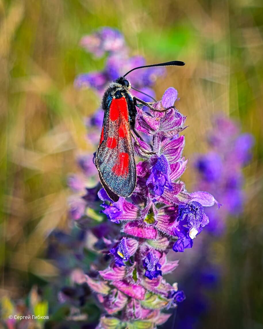 Фото Сергея Гибкова