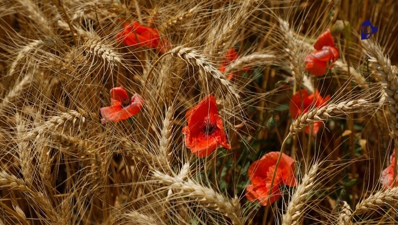      Фото: ИА «Победа26»