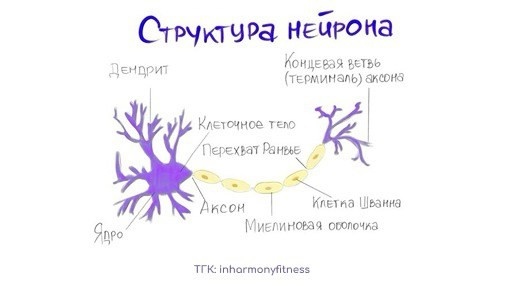 Создать карусельСтруктура нейрона [Источник]