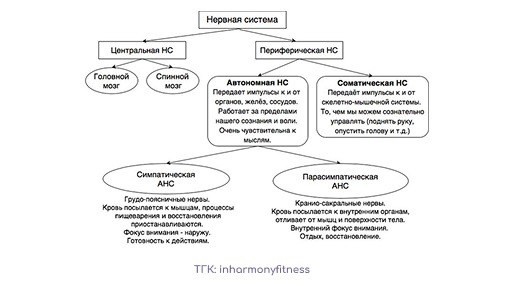 Создать карусельСтроение нервной системы [Источник]
