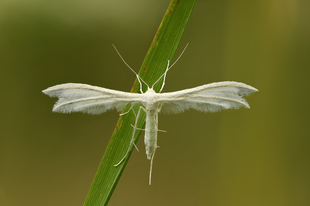 Белый птерофор (Pterophorus pentadactyla). За свои белоснежные крылья эту Пальцекрылку часто сравнивают с ангелом. Фото Ivar Leidus, 2022 г. 