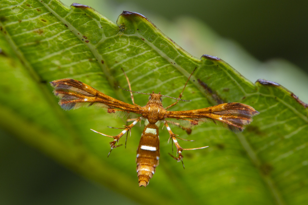 Deuterocopus planeta. Фото budak, 2018 г. 