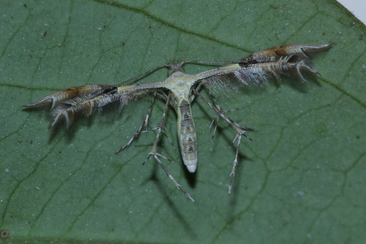 Diacrotricha fasciola. Фото franzanth, 2019 г. 