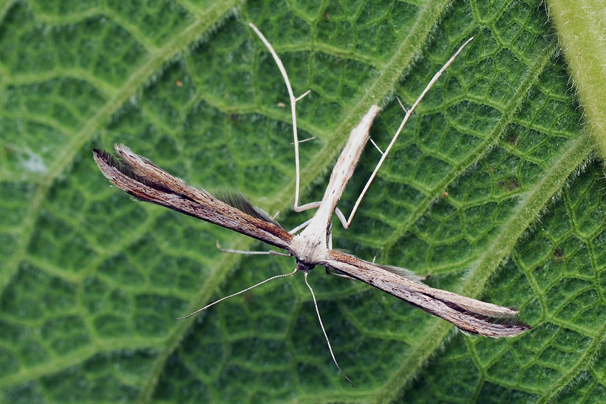 Hellinsia lienigianus. Фото Ilia Ustyantsev, 2018 г. 