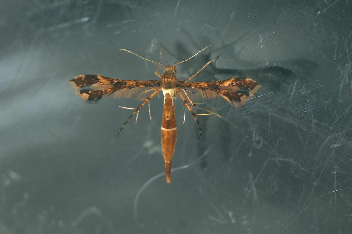 Xyroptila oenophanes. Фото blackdogto, 2018 г. 