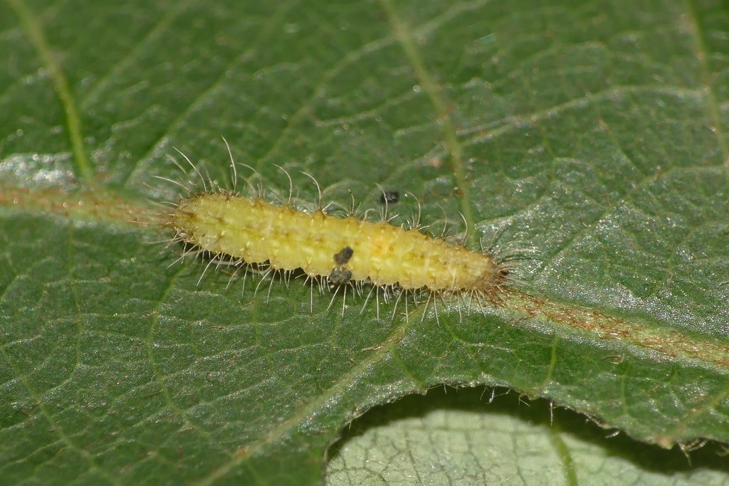 Гусеница Xyroptila oenophanes. Фото blackdogto, 2018 г. 