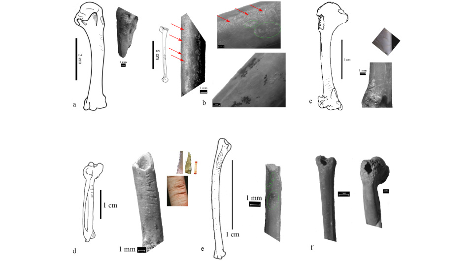   Stefan Milošević et al. / Quaternary International, 2025