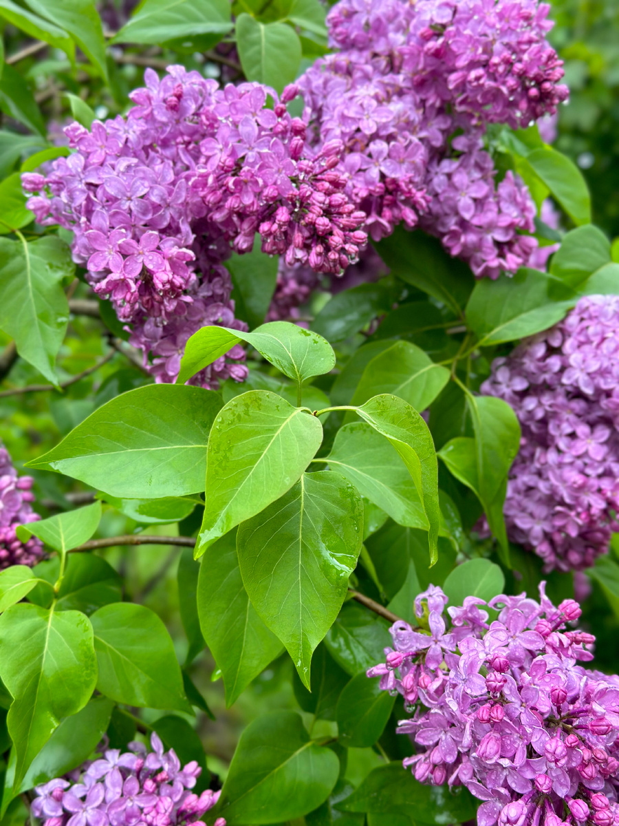 Возрастная сирень. Одна из 5 сортов на даче. Вот только набирает свою красоту 