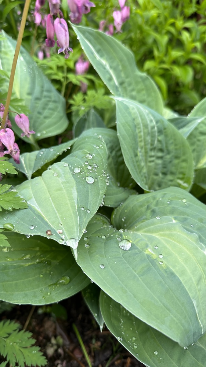 Хоста Стриптиз. Была посажена в 2022 году маленькой розеточкой