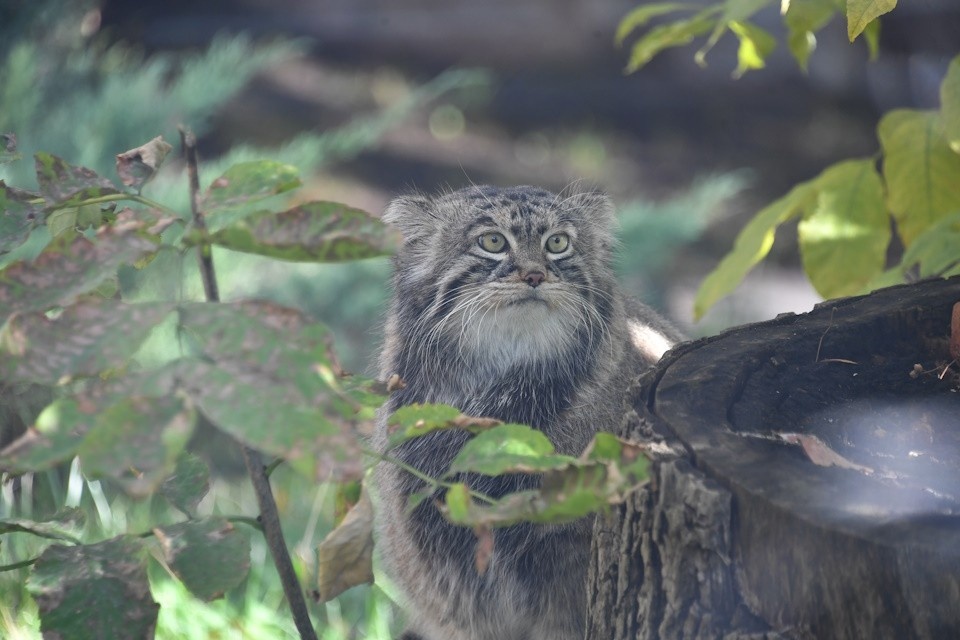   Летом манул Тимофей чаще показывается посетителям Михаил ФРОЛОВ