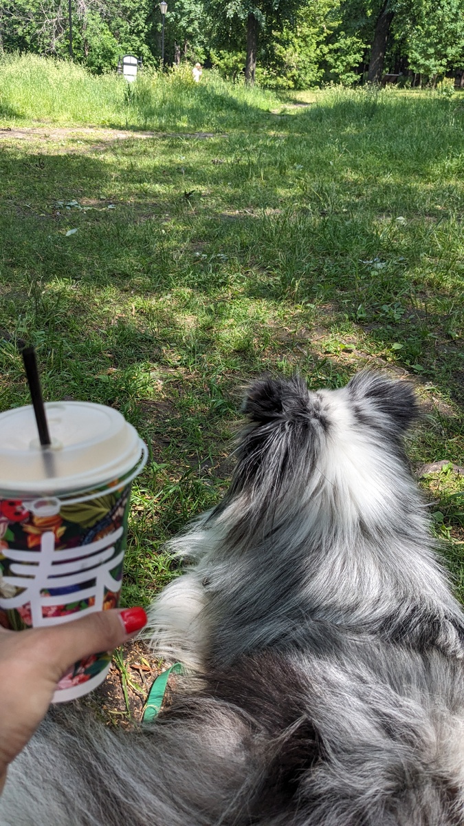 Спокойно лежит, пока я пью кофе , отдыхаем ❤️