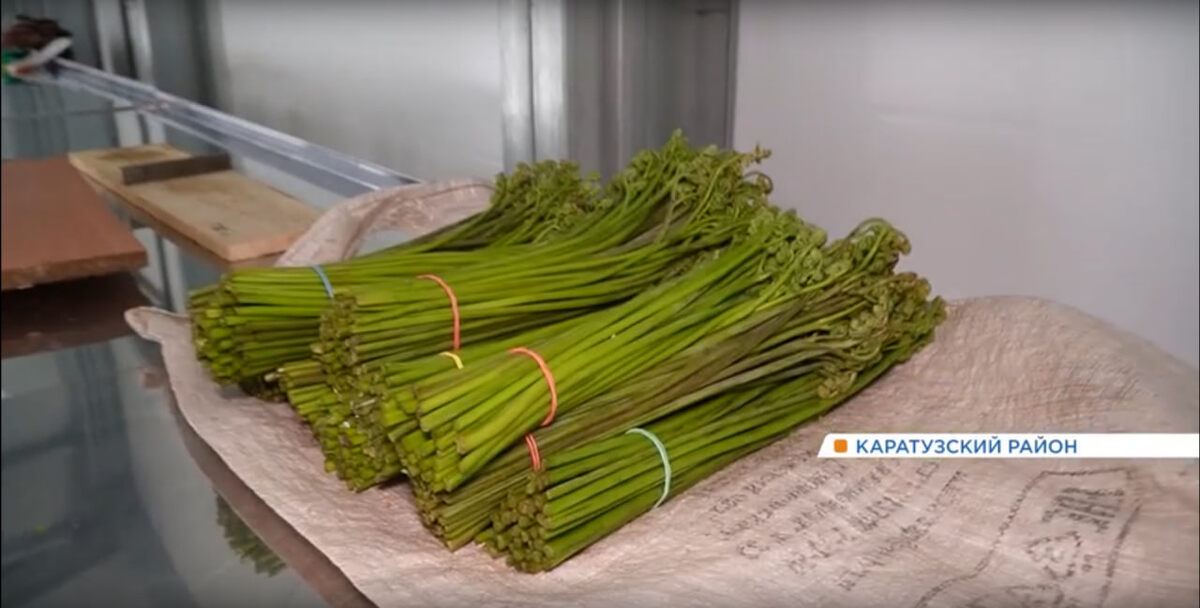     На юге Красноярского края открыли сезон сбора папоротника