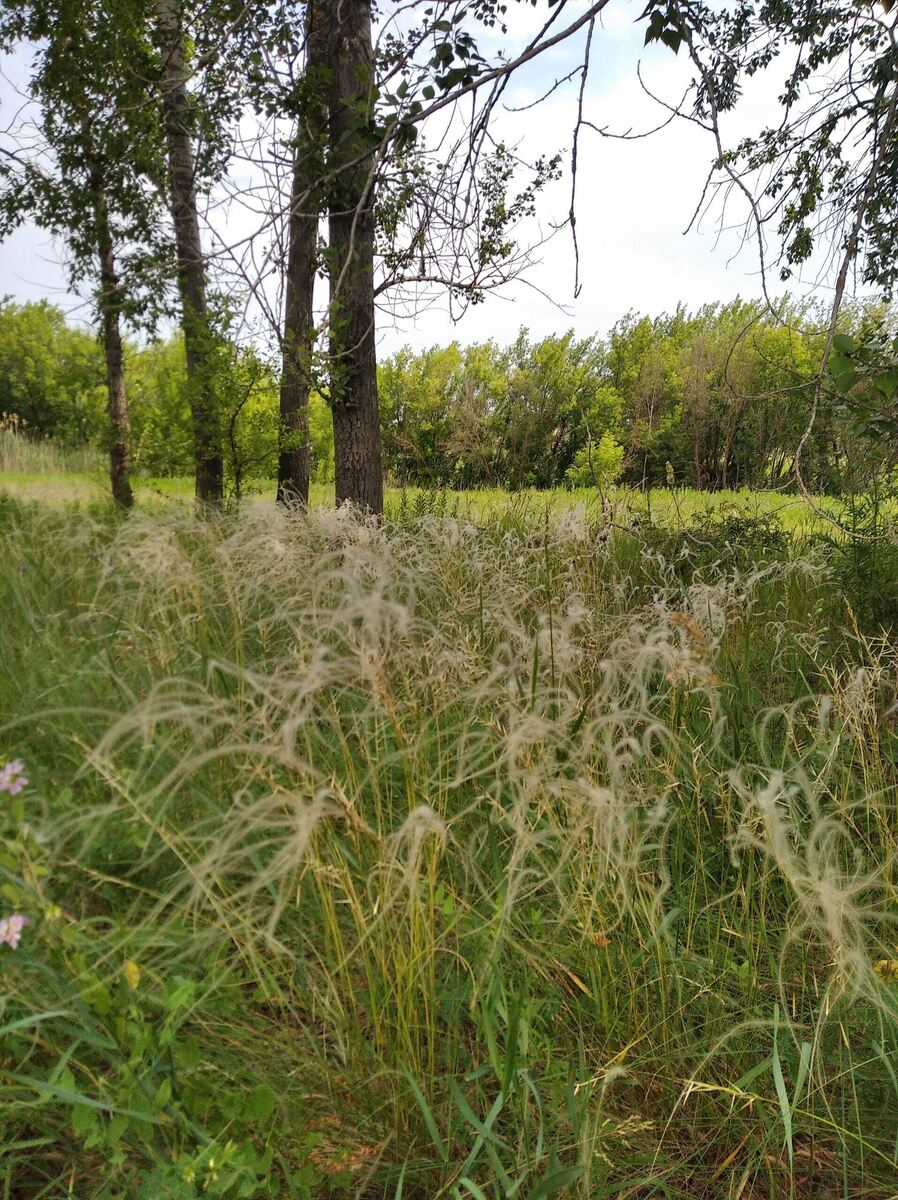 Ковыль , обожаю!