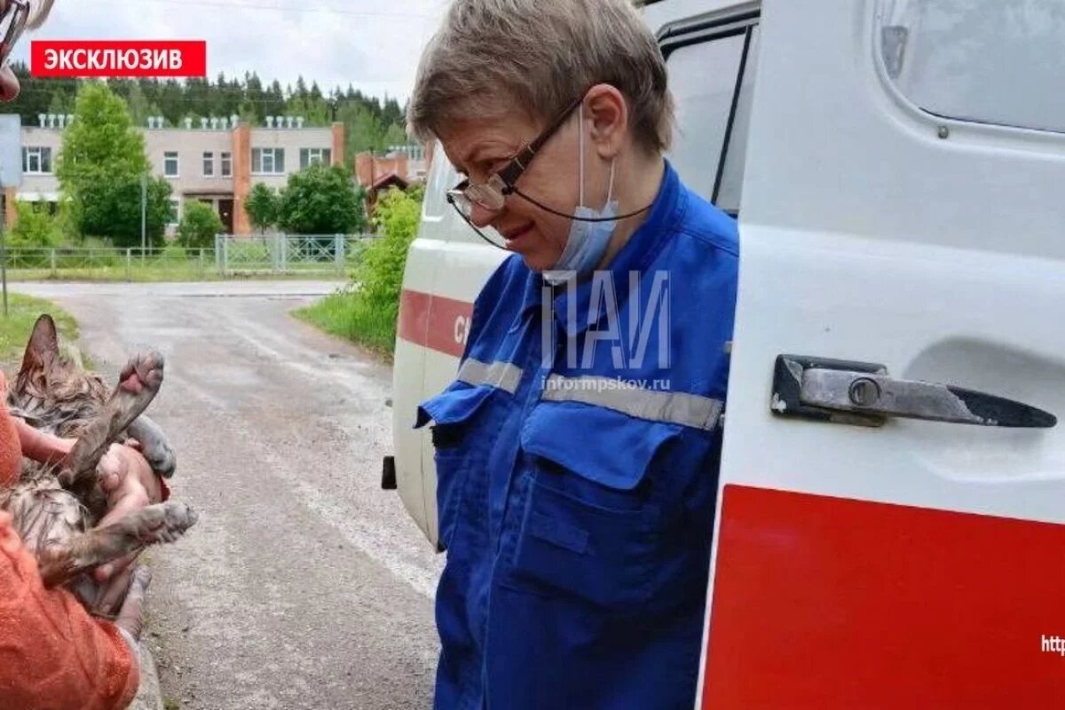    Домашнего кота спасли из горящей квартиры в поселке Плюсса