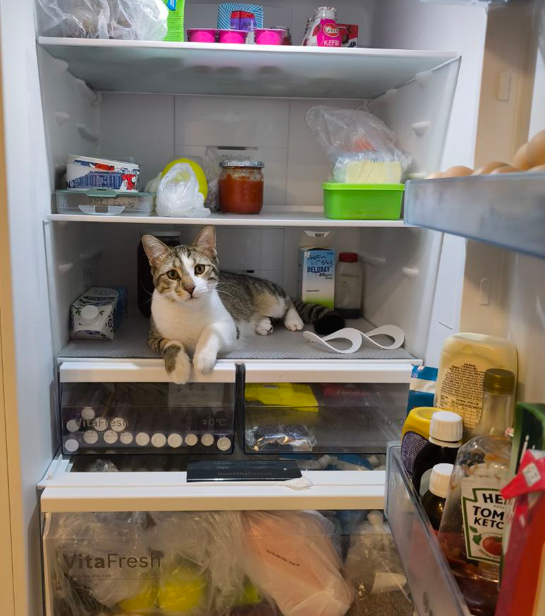 Мой кот ныряет в холодильник при первой удобной возможности